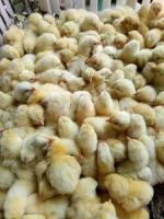 Broiler-Chicks project thumbnail