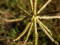 WEED_DETECTION project thumbnail