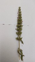 weed detection project thumbnail