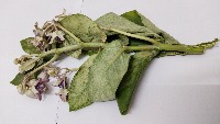 WEED_DETECTION3 project thumbnail