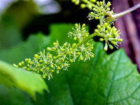 grape flower/small project thumbnail