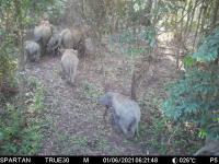 Thai Elephant Detection project thumbnail