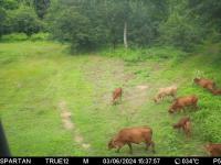 Thai Elephant Detection Polygon project thumbnail