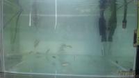 LeTilapia project thumbnail