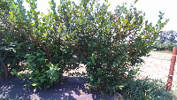 blueberry bush base project thumbnail