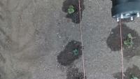 strawberry_detect project thumbnail