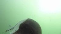detector project thumbnail