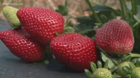 strawberry-detection project thumbnail