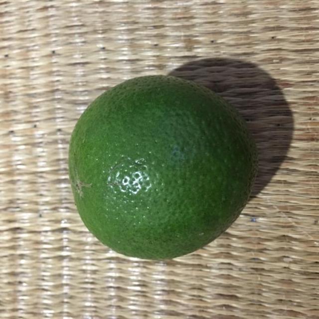 Lemon Dataset Classification Model by Lemon Dataset