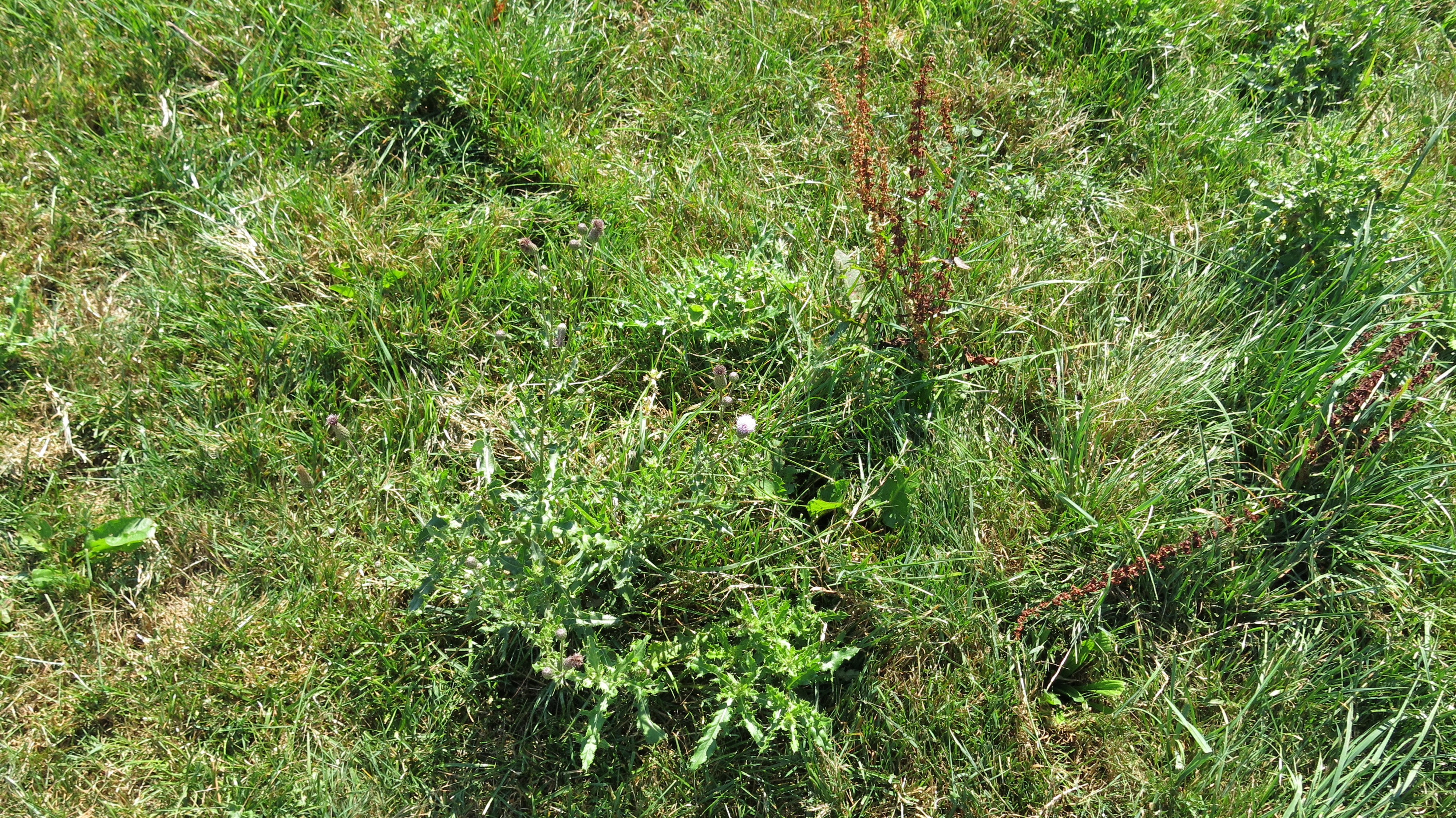 weeds Object Detection Dataset by weed