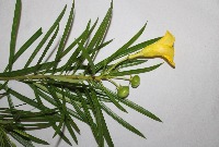 Plant classification project thumbnail