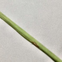 leaf3 project thumbnail