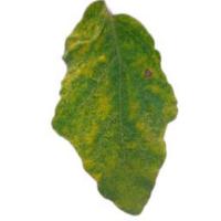 Leaf Spot project thumbnail