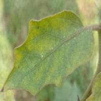 leaf spot 2 project thumbnail