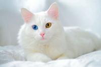 cat_breed project thumbnail