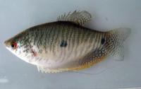 Fish project thumbnail