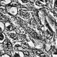 hiseq_grayscale project thumbnail