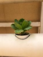 lettuce project thumbnail