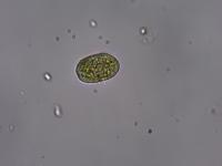 Wheat Rust project thumbnail