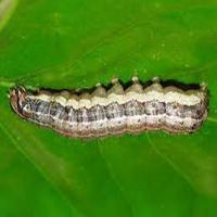 Kappa Testing v2 project thumbnail