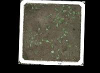 Weed detection project thumbnail