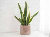 plant detection  project thumbnail