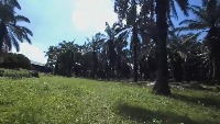 Obstacle on PalmOil (with grass) project thumbnail
