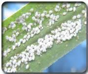sugarcane pest project thumbnail