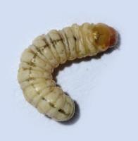 sugarcane pest v1 project thumbnail