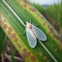 sugarcane pest 1 project thumbnail