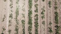 soybean-detection-uav project thumbnail