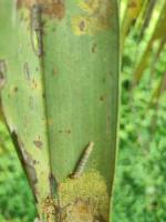 Opisina aranosella project thumbnail