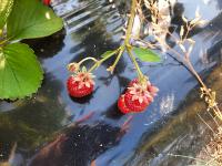 strawberry-2 project thumbnail