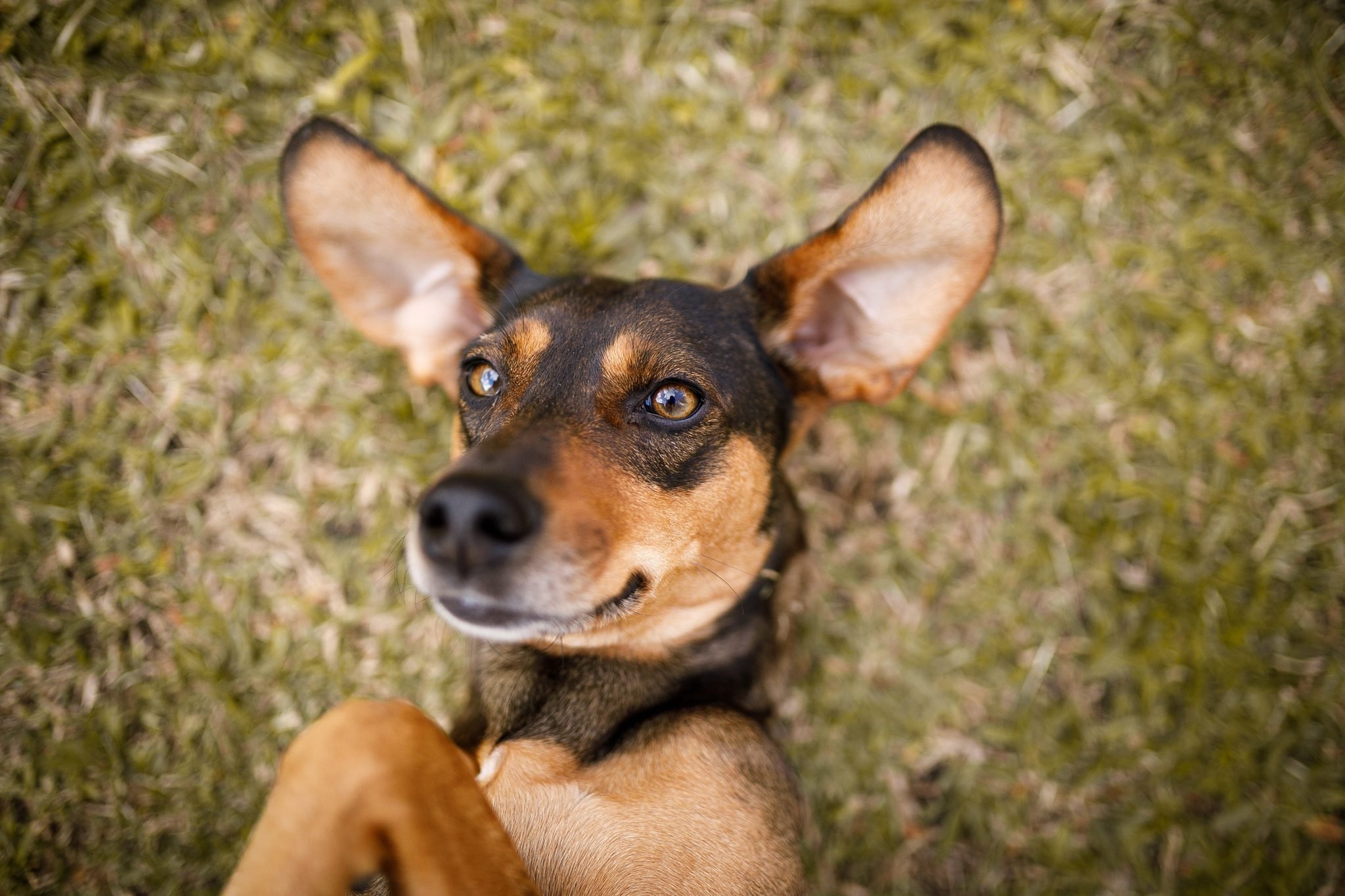 Dogs Piter Riber My Dogs Object Detection Dataset by Peter Tribout