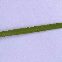 leaf detection project thumbnail