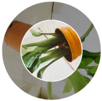 hinh-thang-dung project thumbnail