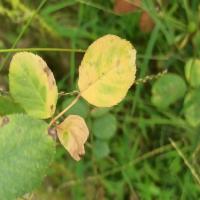 Rose Diseases Detection project thumbnail