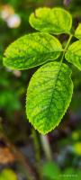 Rose Diseases Detection project thumbnail