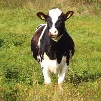 cow Object Detection Model by cow