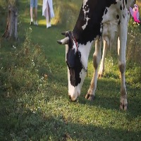 cow Object Detection Model by cow