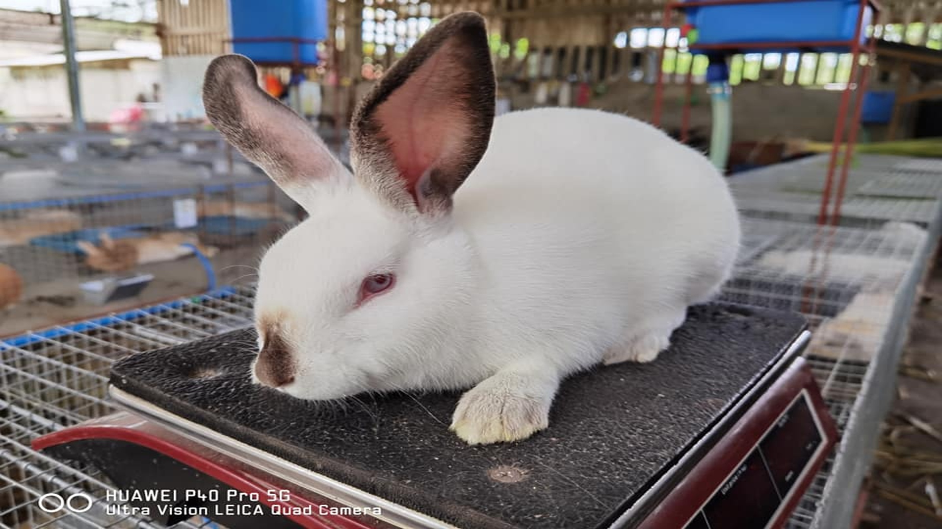Ge Rabbits Rabbits (rabbits-qq1rg) - Roboflow Universe