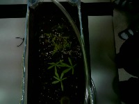 AIOT plant project thumbnail