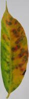 leaf-disease project thumbnail