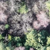 dead-branch-detection project thumbnail