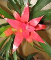 flower project thumbnail