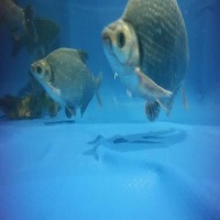 FISH project thumbnail