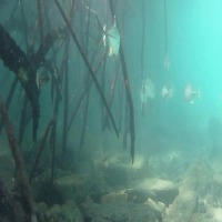 Fish combined project thumbnail