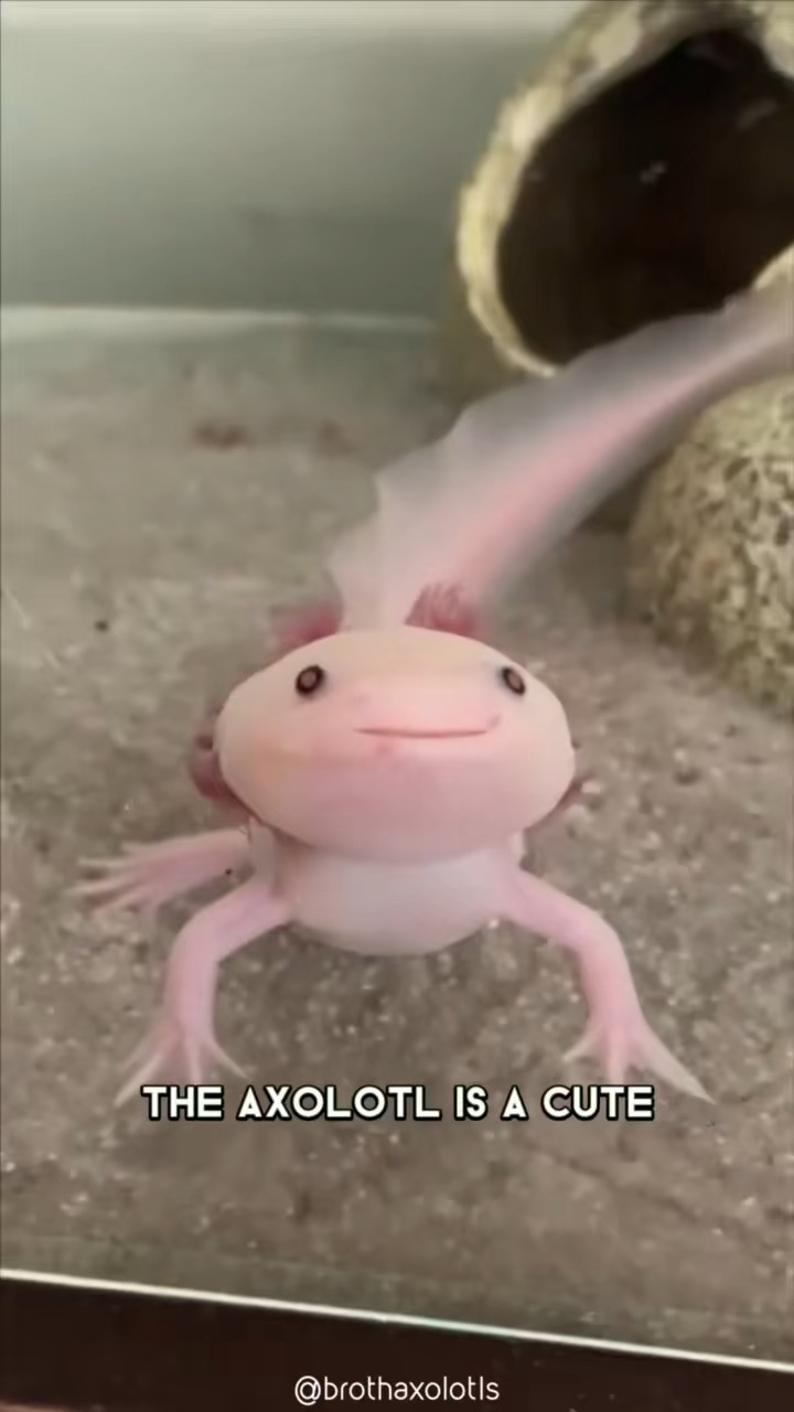 pangolin-axolotl Object Detection Model by project