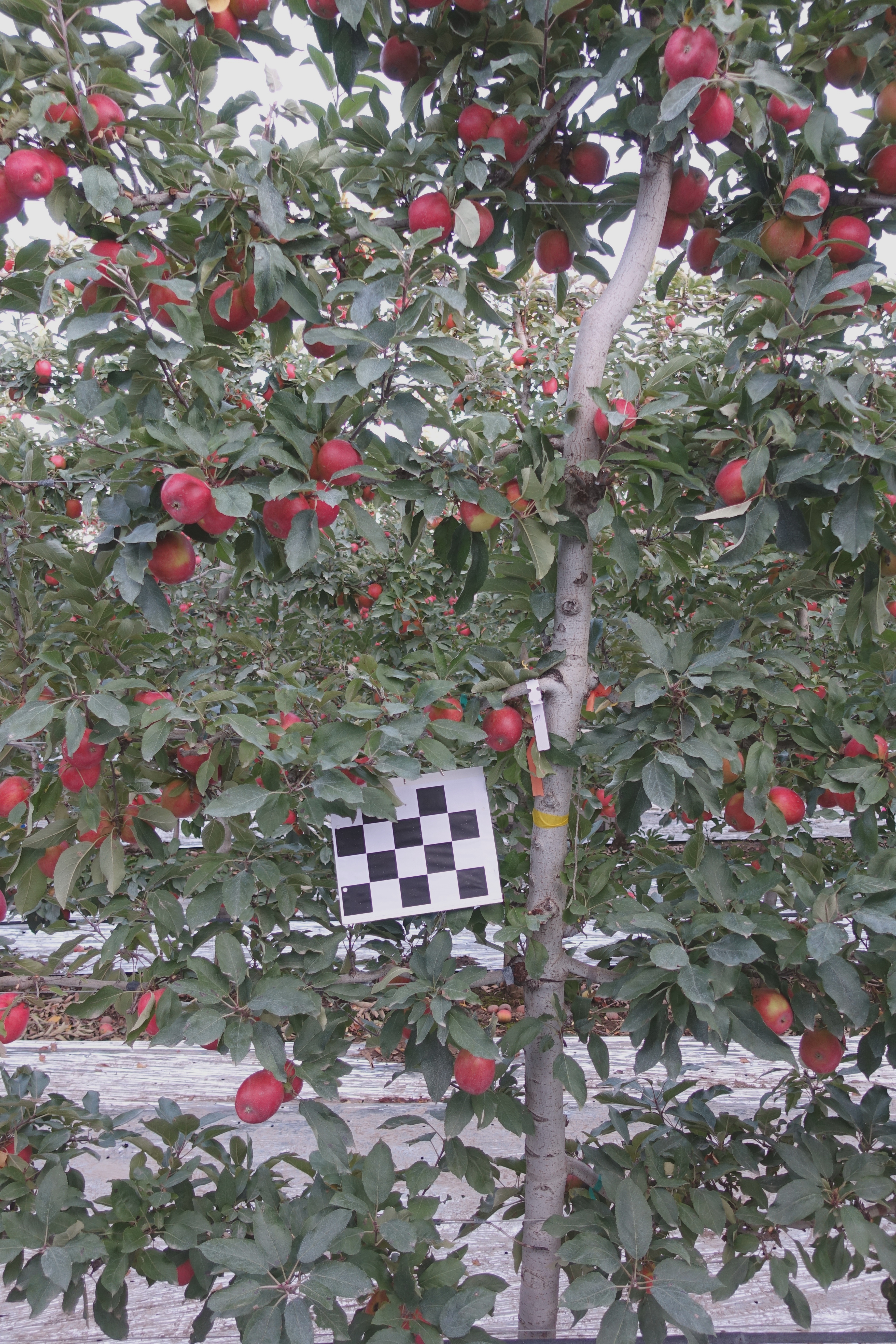 apple tree Instance Segmentation Dataset by Northwest AF university
