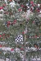 apple tree project thumbnail